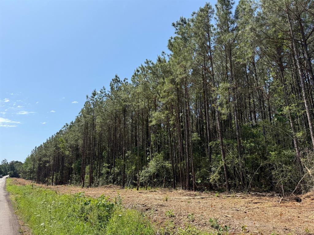4 Camp Ruby Road, Livingston, Texas image 11