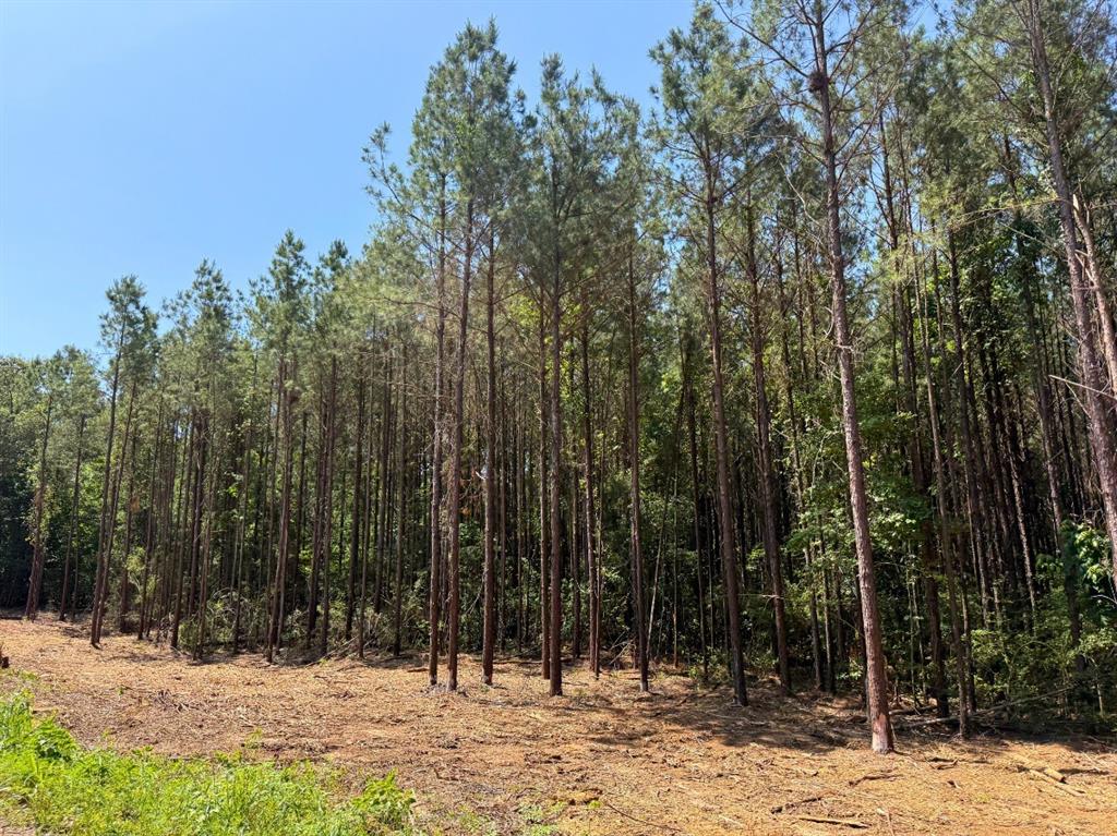 4 Camp Ruby Road, Livingston, Texas image 6