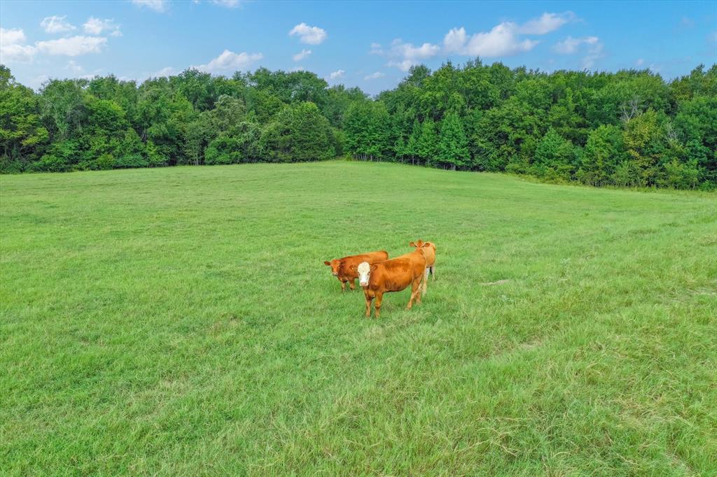 100+/- Acres Fm 773, Grand Saline, Texas image 9