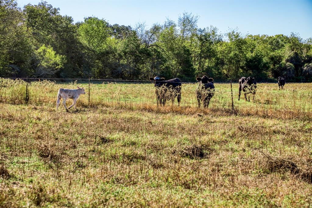 06 Sawmill Road Tract 6, Brenham, Texas image 3