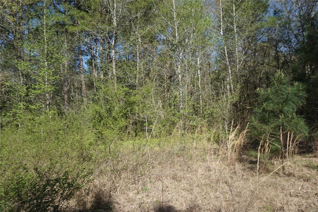 County Road 1870, Grapeland, Texas image 6
