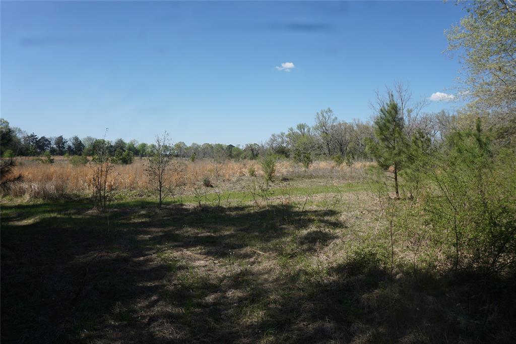 County Road 1870, Grapeland, Texas image 5