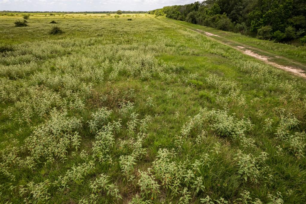 83 Acres County Road 18, Hallettsville, Texas image 11