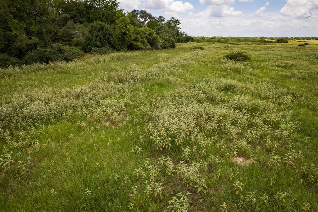 83 Acres County Road 18, Hallettsville, Texas image 12