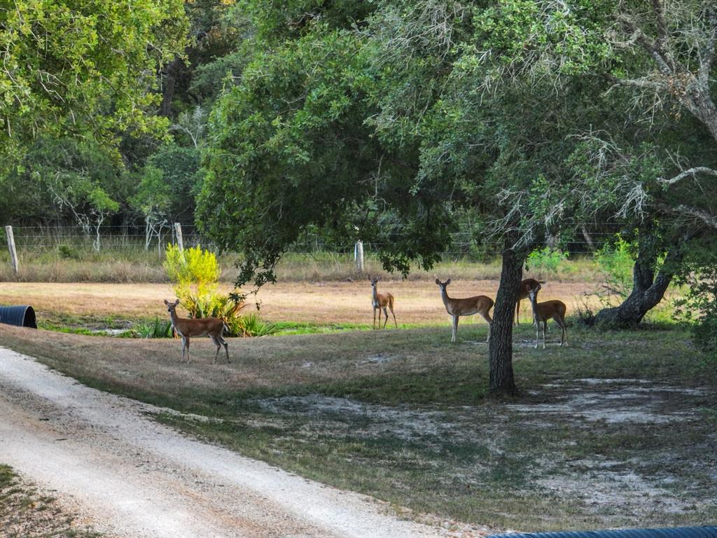 4102 Fm 1862, Blessing, Texas image 9