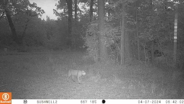 508 Old Staley Rd Rd, Oakhurst, Texas image 37