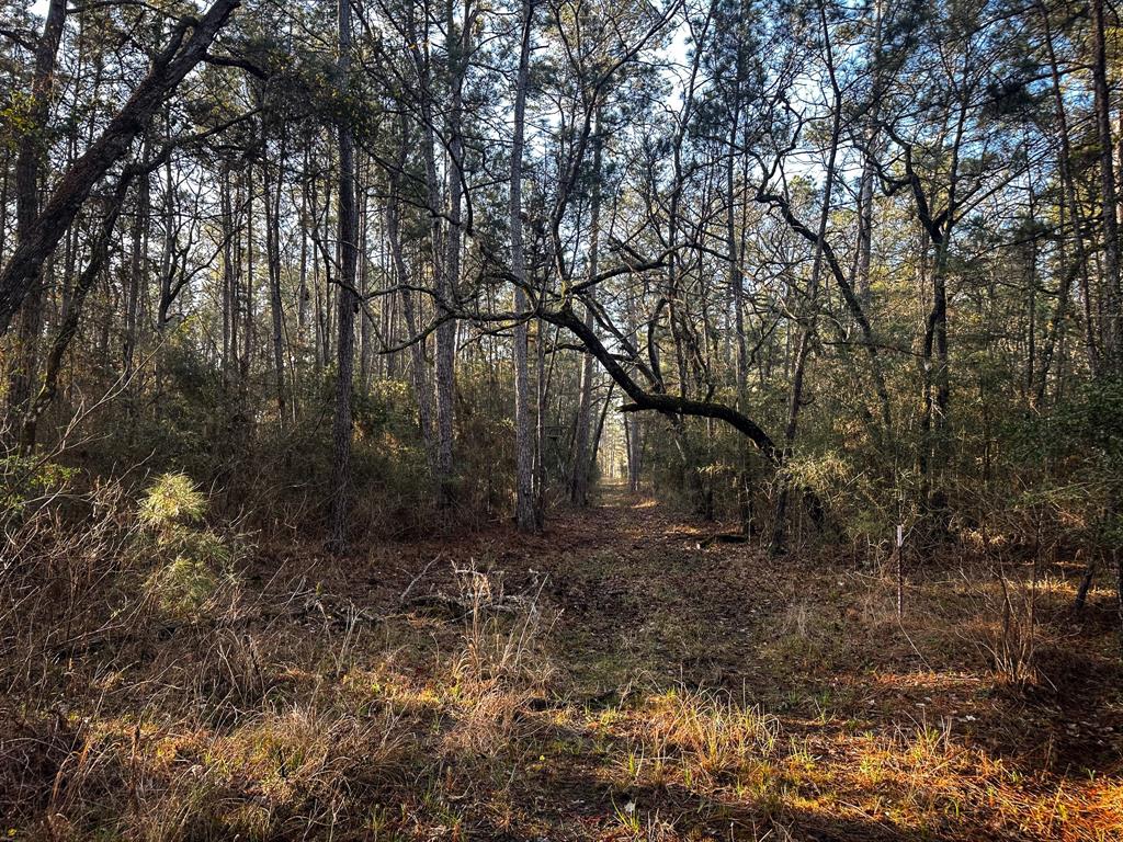 508 Old Staley Rd Rd, Oakhurst, Texas image 7