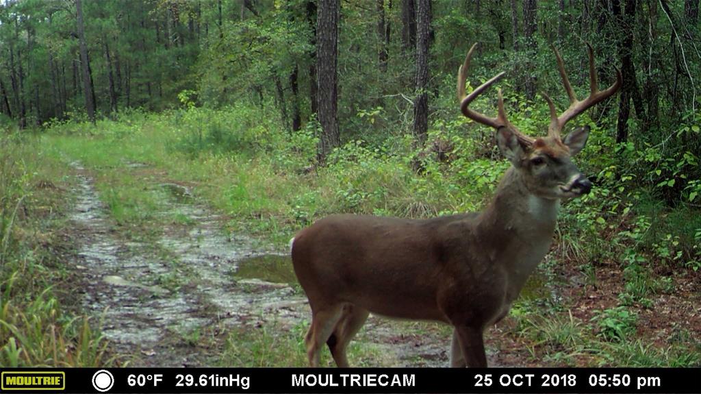 508 Old Staley Rd Rd, Oakhurst, Texas image 4