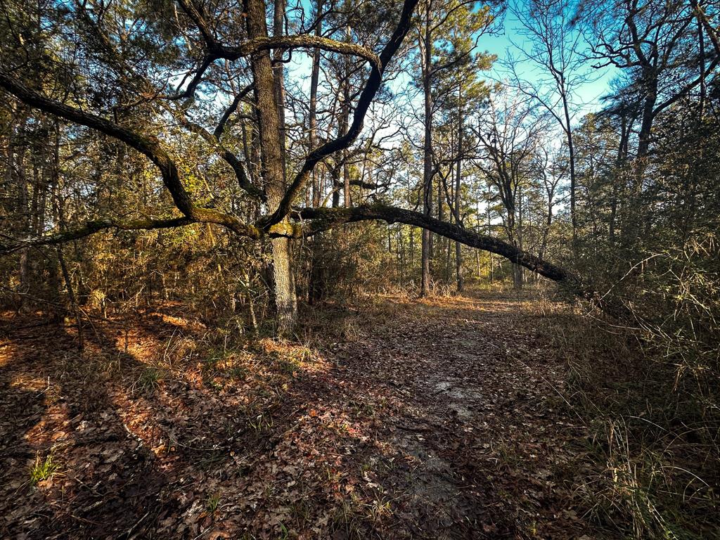 508 Old Staley Rd Rd, Oakhurst, Texas image 8