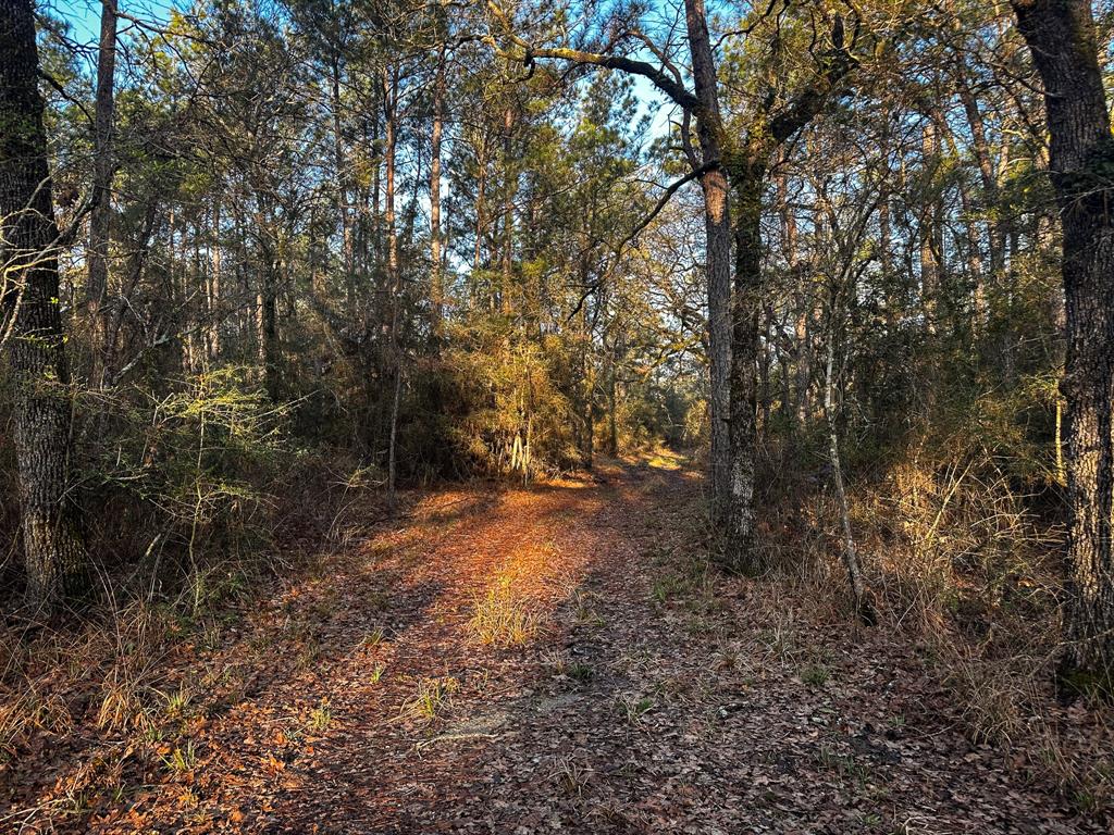 508 Old Staley Rd Rd, Oakhurst, Texas image 27