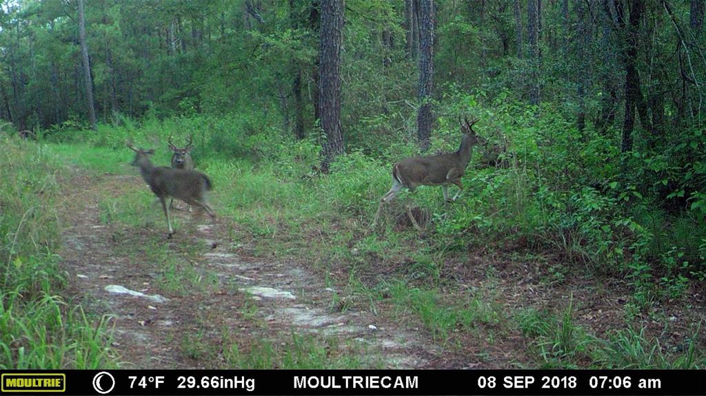 508 Old Staley Rd Rd, Oakhurst, Texas image 38