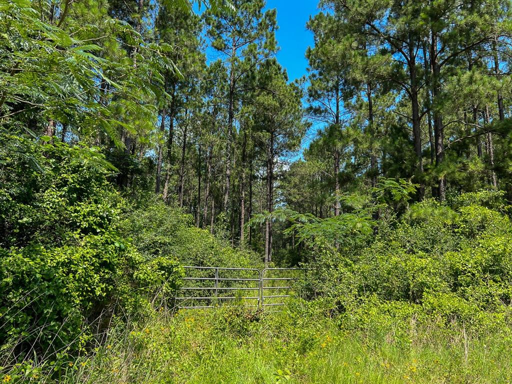 1 Fodice-2 Road, Pennington, Texas image 7