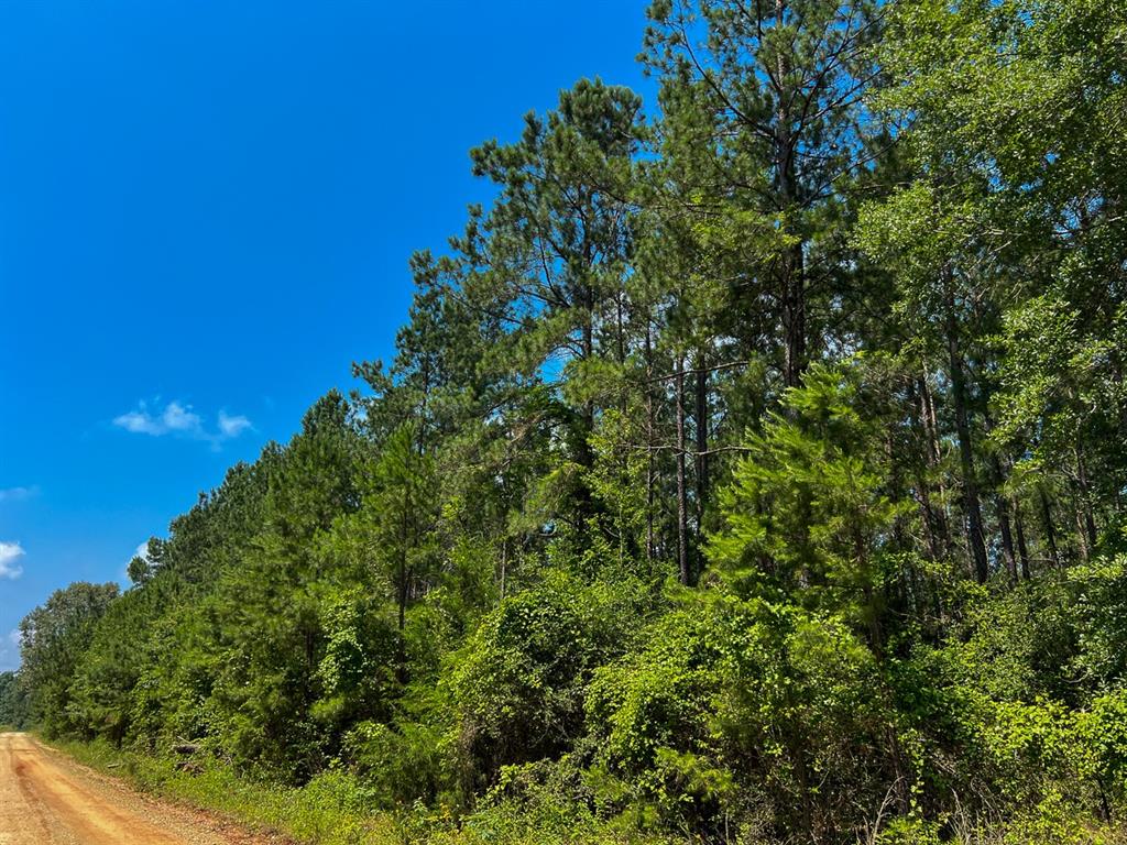 1 Fodice-2 Road, Pennington, Texas image 4