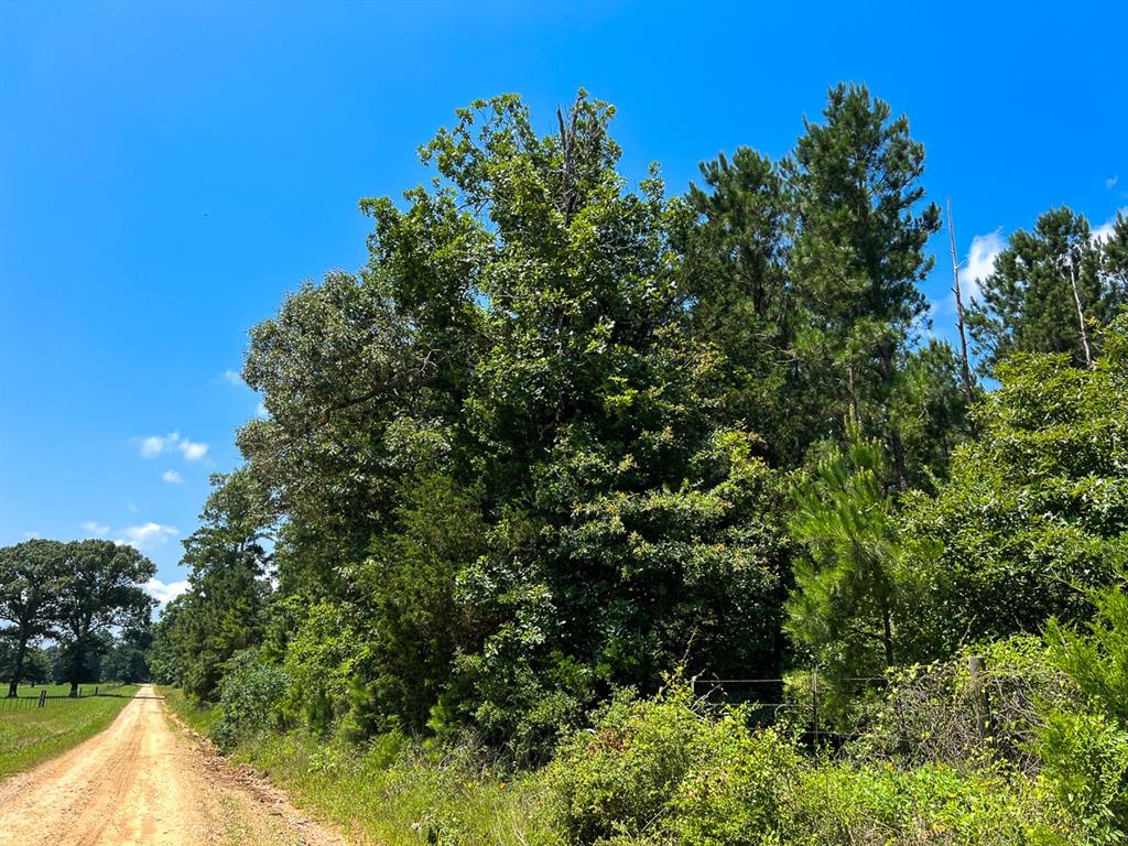 1 Fodice-2 Road, Pennington, Texas image 10