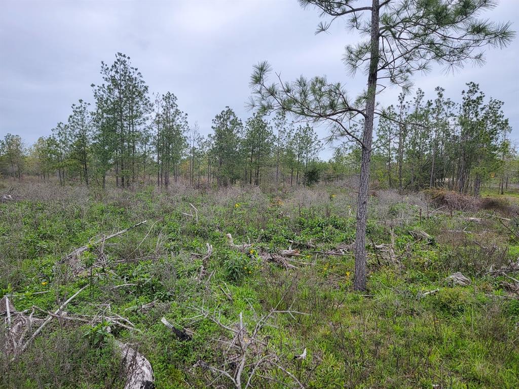 02 County Road 3375, Lovelady, Texas image 8