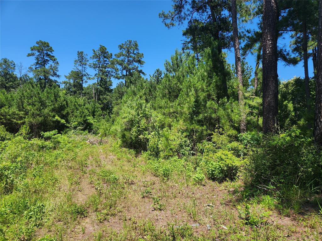 Lot 18 Mulberry Drive, Plantersville, Texas image 5