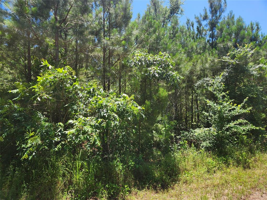 Lot 18 Mulberry Drive, Plantersville, Texas image 2