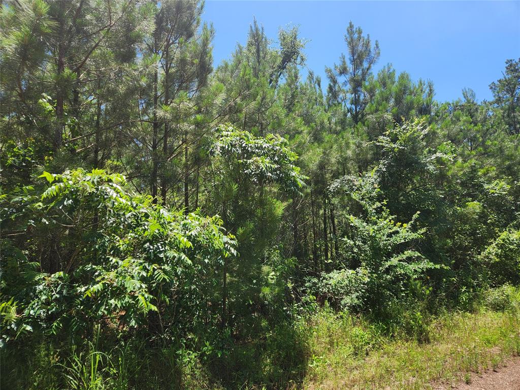 Lot 18 Mulberry Drive, Plantersville, Texas image 15