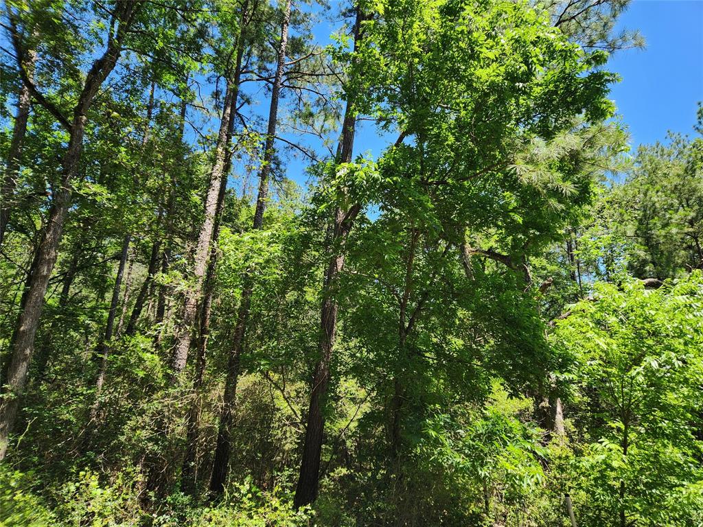 Lot 18 Mulberry Drive, Plantersville, Texas image 22