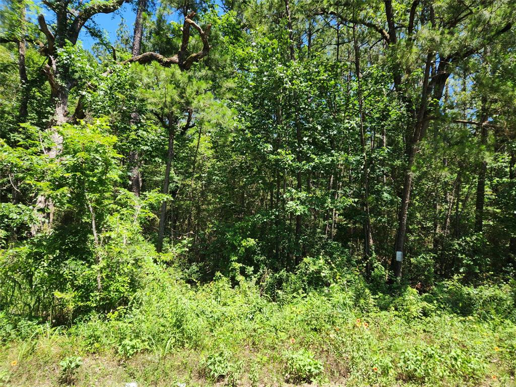 Lot 18 Mulberry Drive, Plantersville, Texas image 23