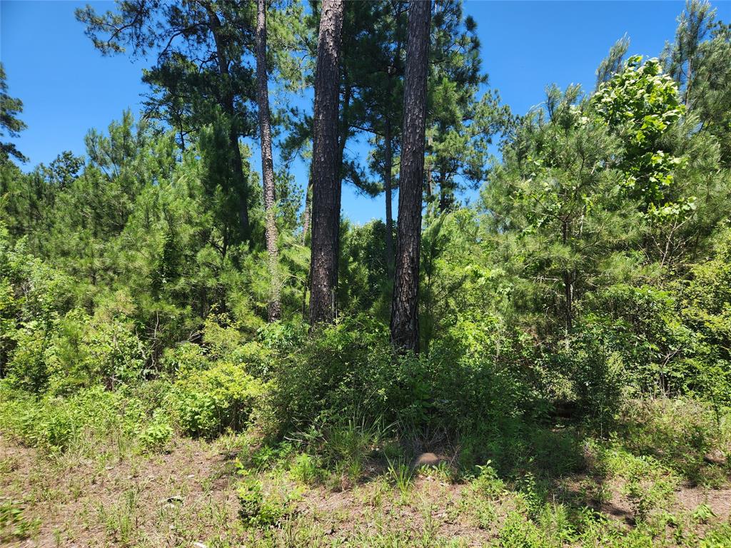 Lot 18 Mulberry Drive, Plantersville, Texas image 1