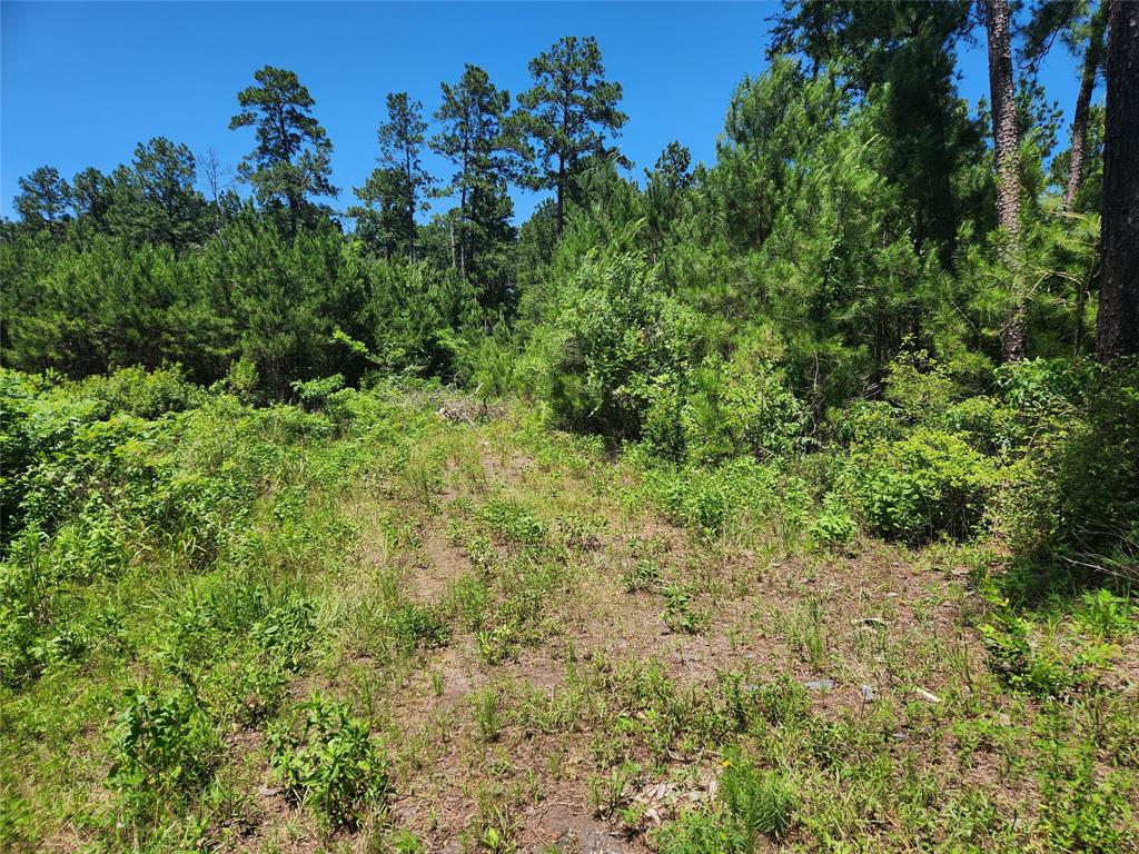 Lot 18 Mulberry Drive, Plantersville, Texas image 6