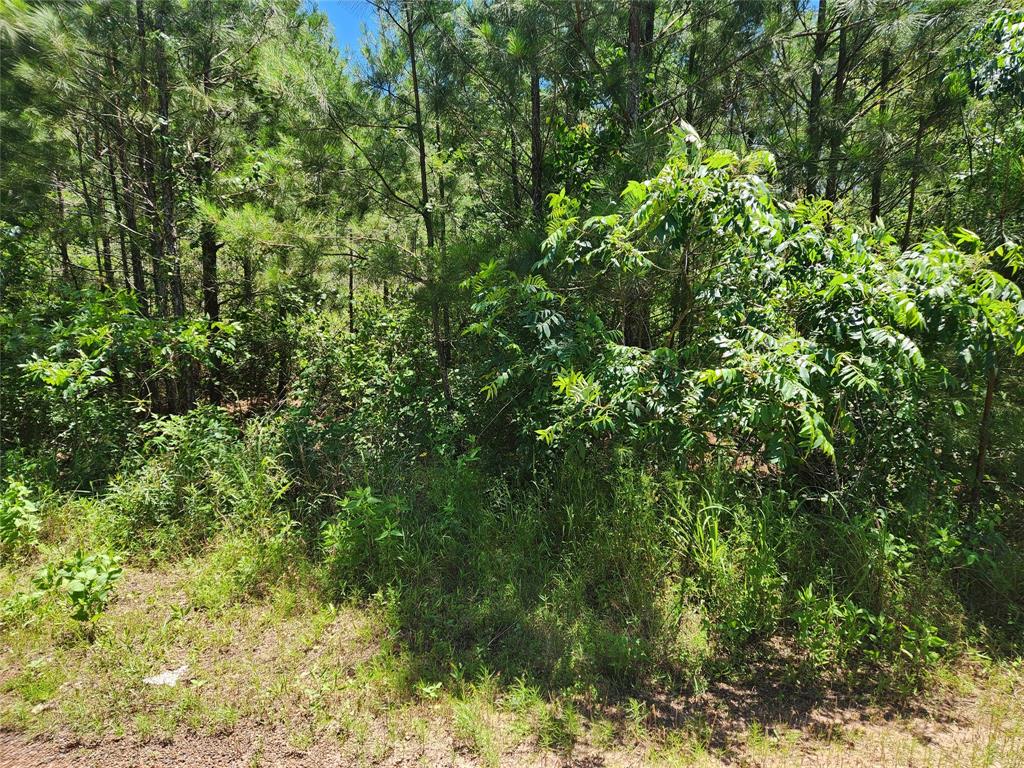 Lot 18 Mulberry Drive, Plantersville, Texas image 9