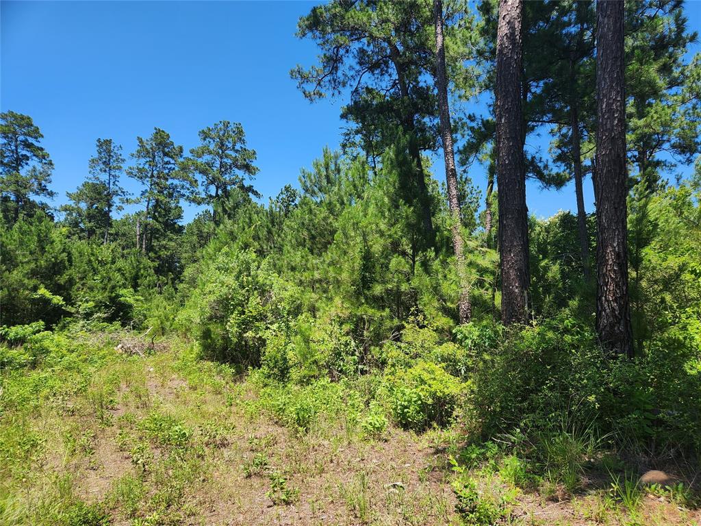 Lot 18 Mulberry Drive, Plantersville, Texas image 4