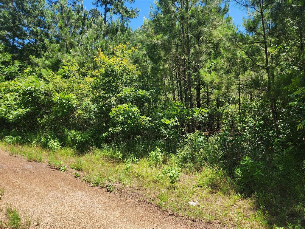 Lot 18 Mulberry Drive, Plantersville, Texas image 12