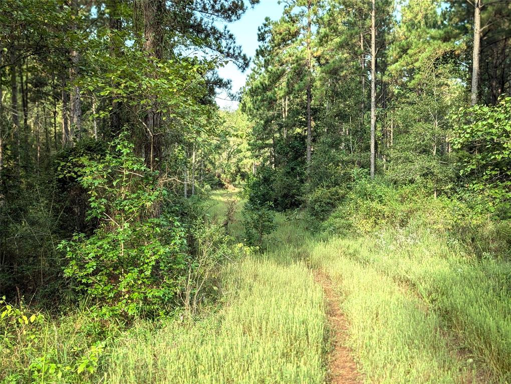 TBD County Road 1175, Kennard, Texas image 7