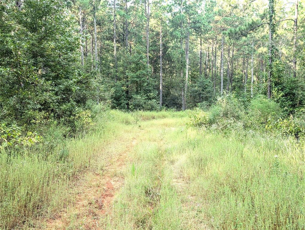 TBD County Road 1175, Kennard, Texas image 6