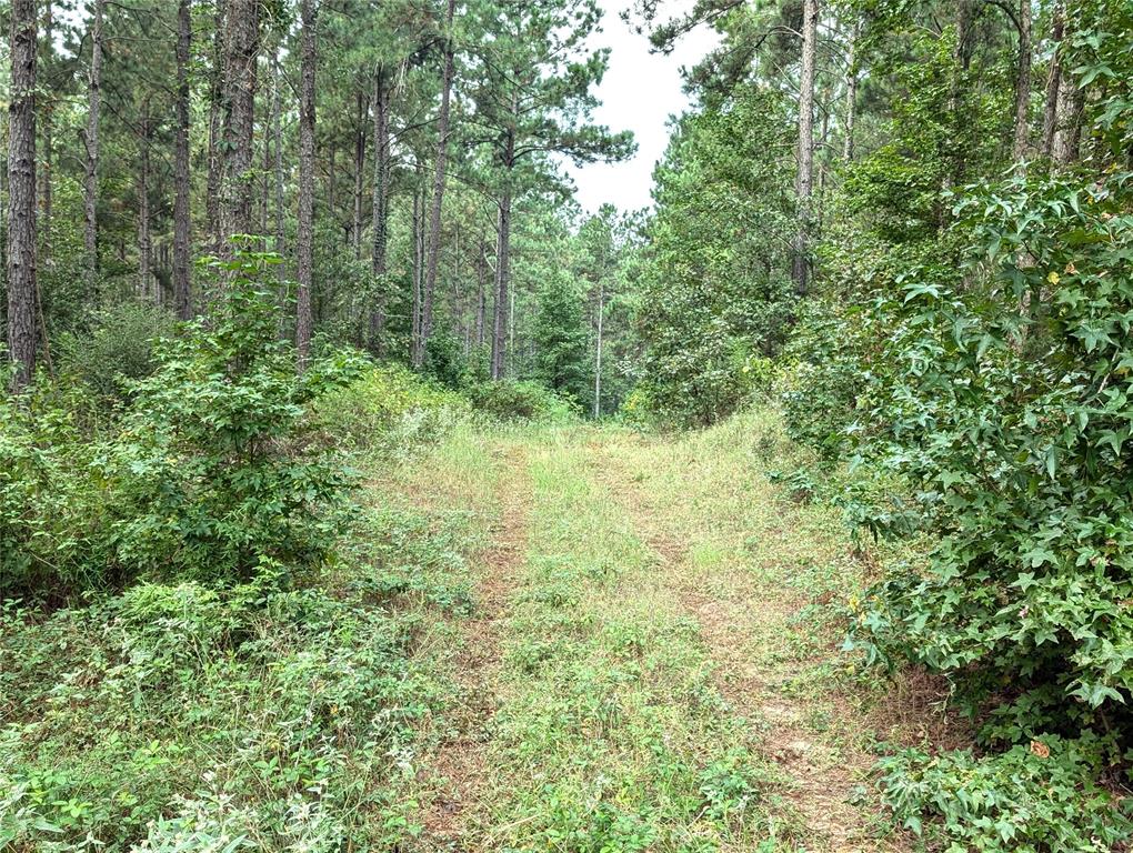 TBD County Road 1175, Kennard, Texas image 4