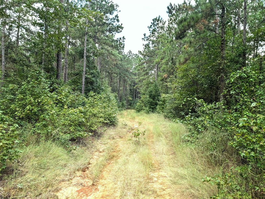 TBD County Road 1175, Kennard, Texas image 5