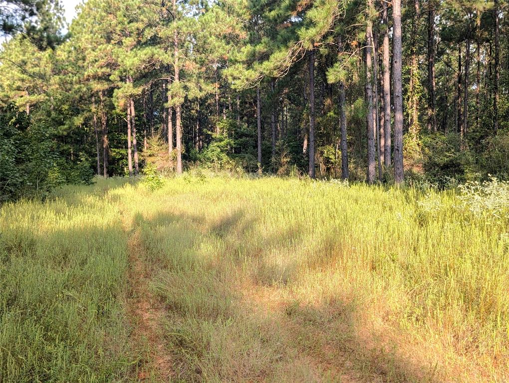 TBD County Road 1175, Kennard, Texas image 12