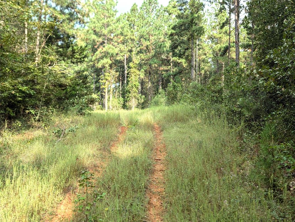 TBD County Road 1175, Kennard, Texas image 8