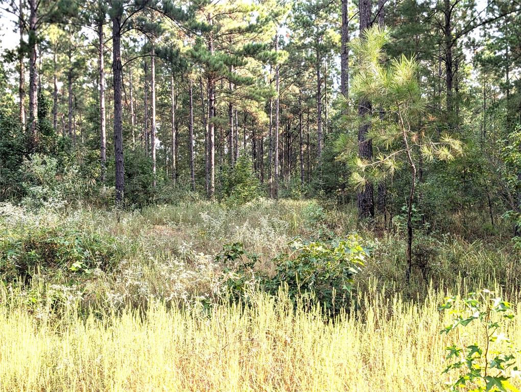 TBD County Road 1175, Kennard, Texas image 14