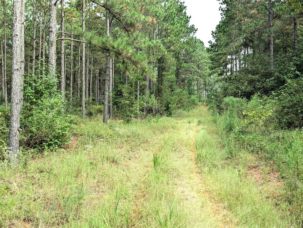 TBD County Road 1175, Kennard, Texas image 18