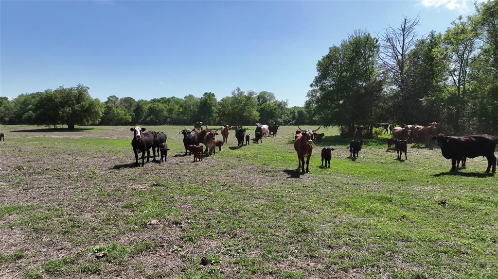 00 County Road 119, Ledbetter, Texas image 26