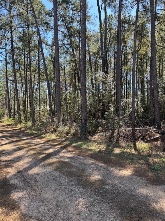 TBD Hawthorne Lane, Plantersville, Texas image 5