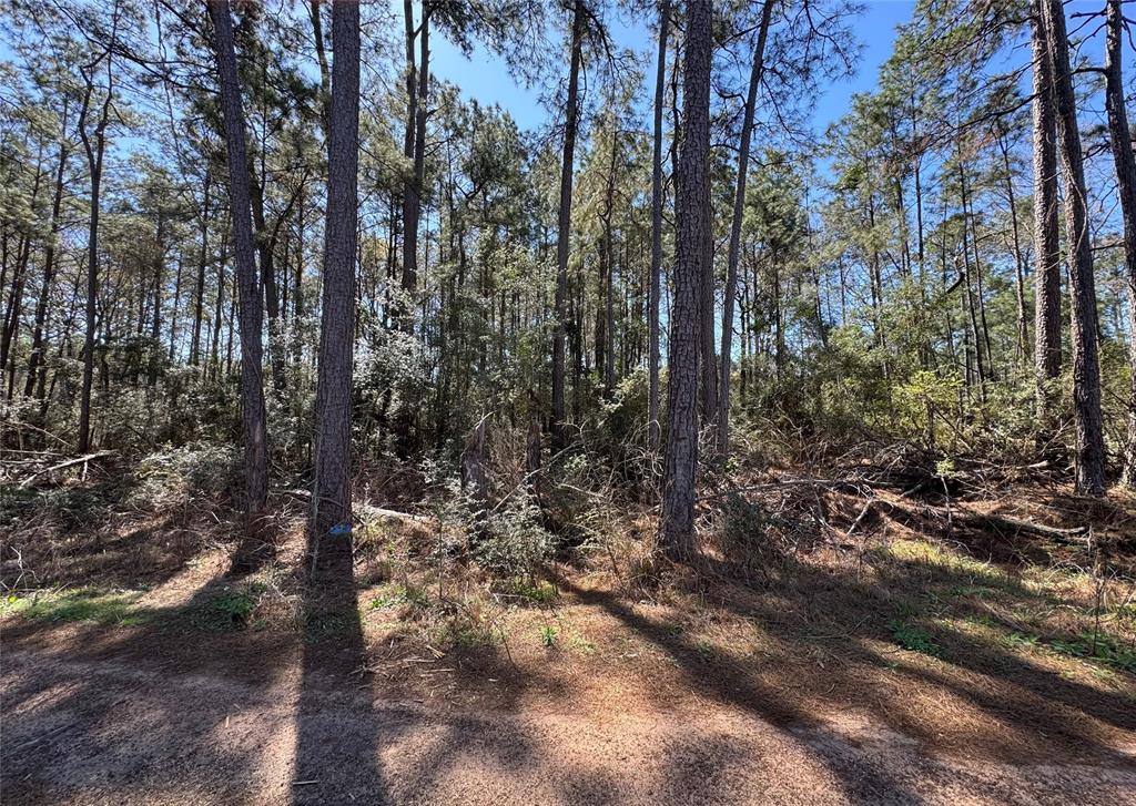 TBD Hawthorne Lane, Plantersville, Texas image 1
