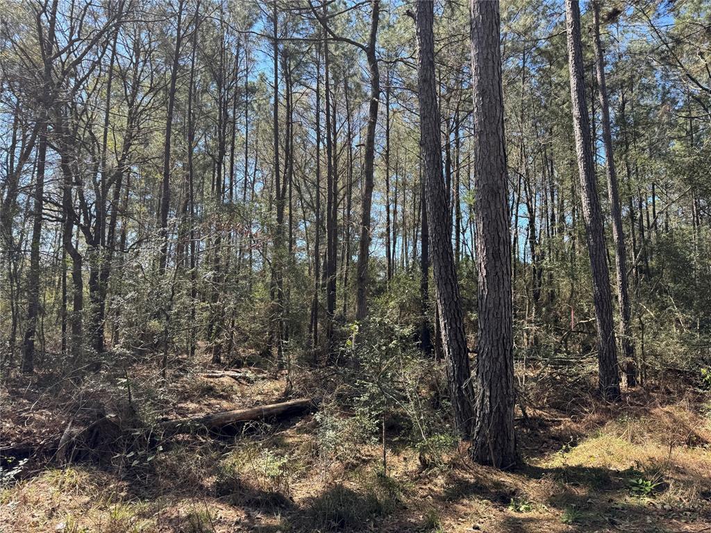 TBD Hawthorne Lane, Plantersville, Texas image 7