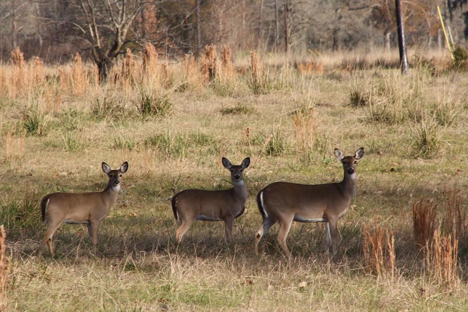 TBD Fostoria, Cleveland, Texas image 2