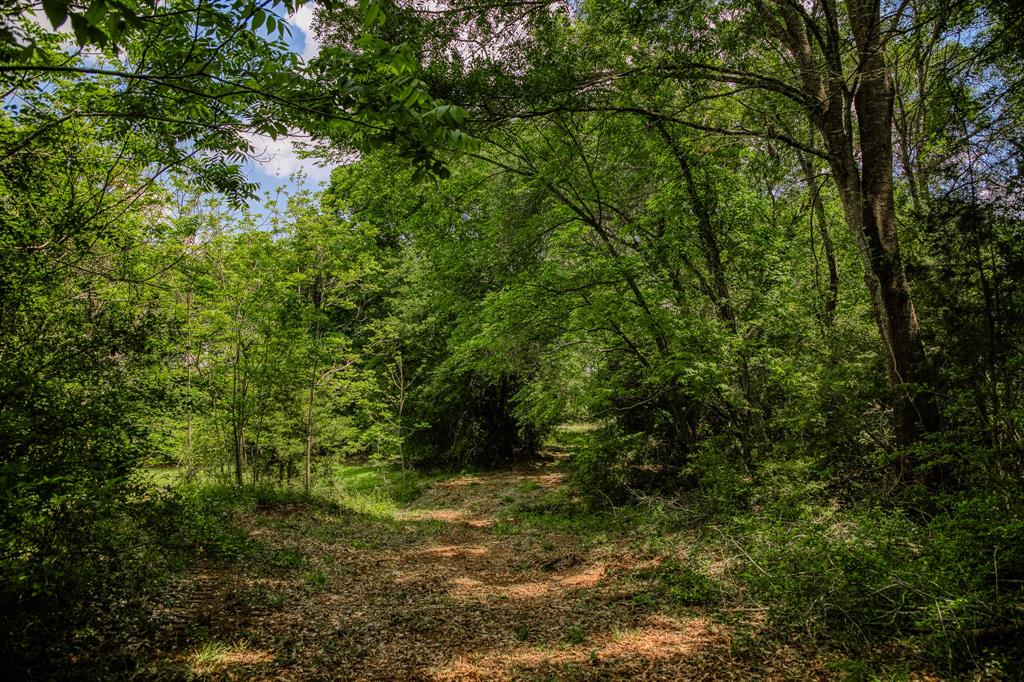2645 Fm 1155 South, Chappell Hill, Texas image 43