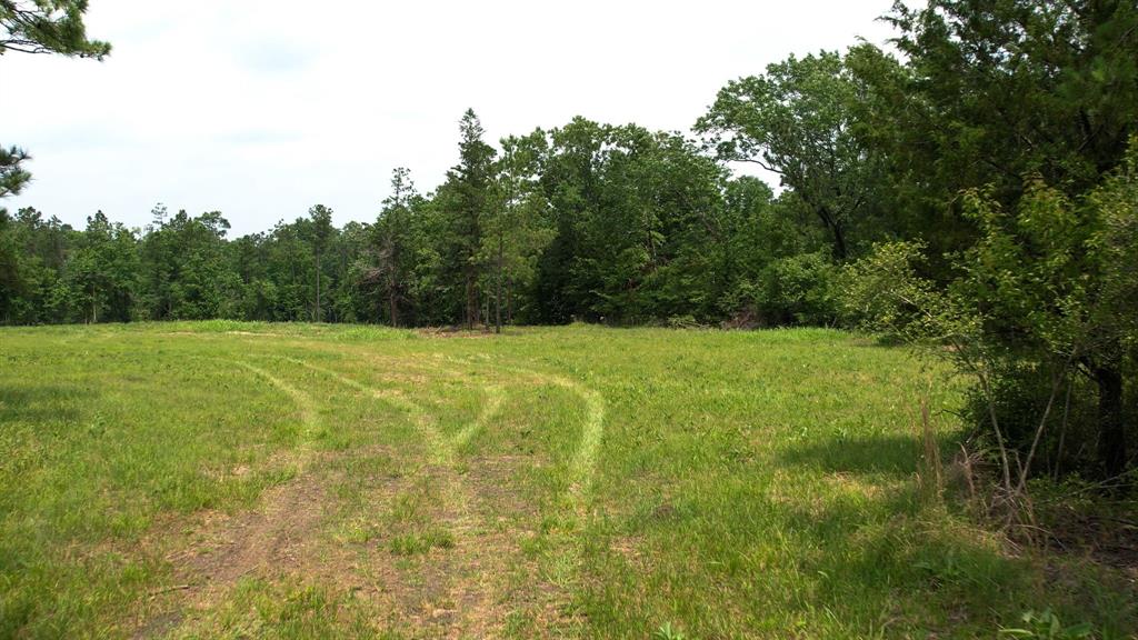 TBD Ben Nelson Road, Livingston, Texas image 4