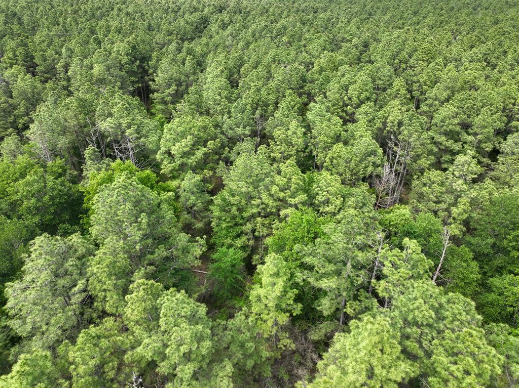 1 Round Prairie Road, Huntsville, Texas image 11