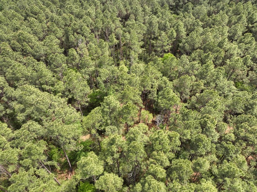 1 Round Prairie Road, Huntsville, Texas image 9