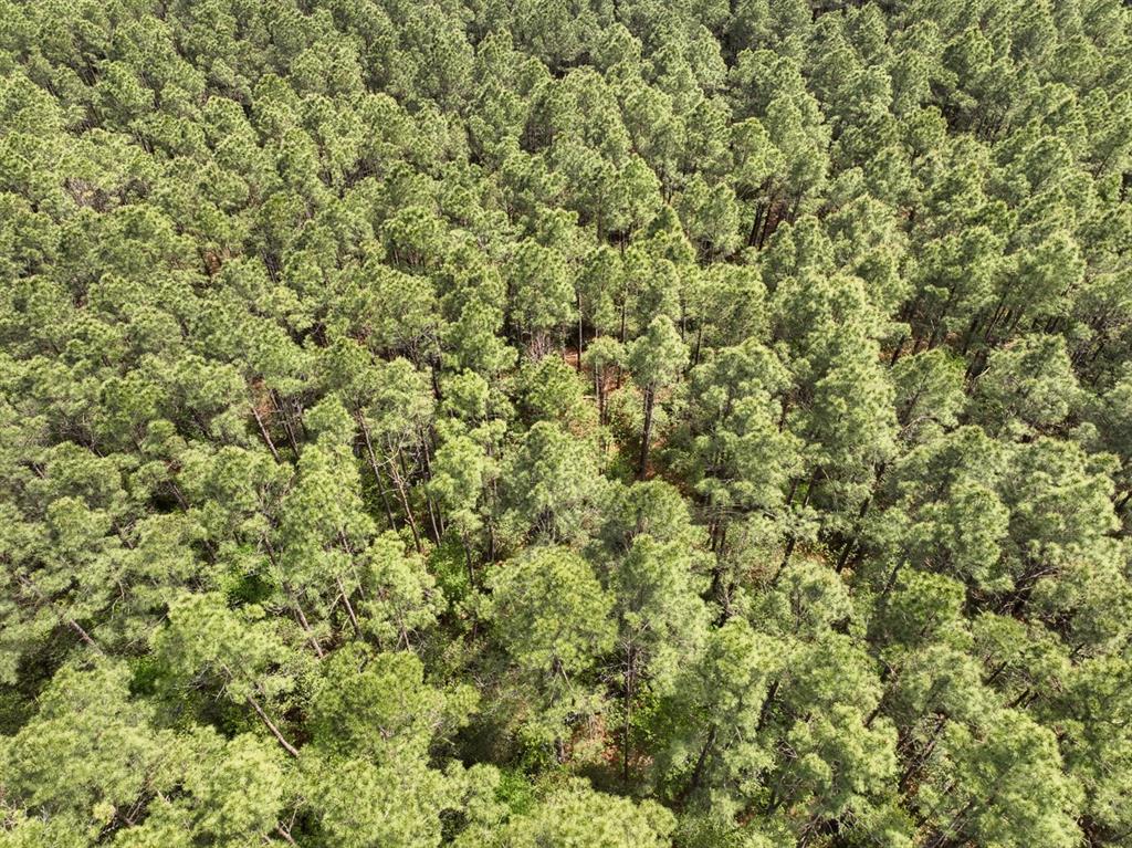 1 Round Prairie Road, Huntsville, Texas image 7