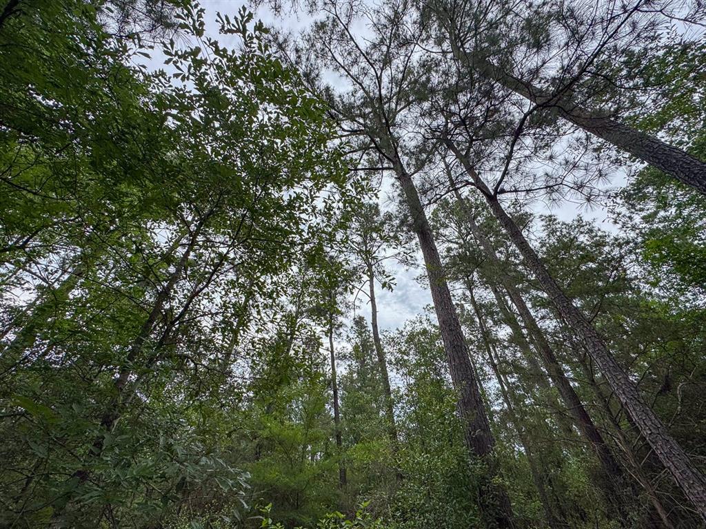1 Round Prairie Road, Huntsville, Texas image 19