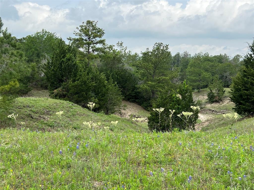 R13945 A0049 J Peterson Tract 11, Anderson, Texas image 8