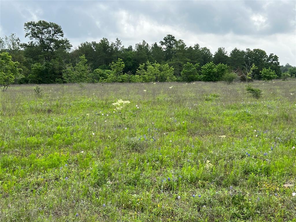 R13945 A0049 J Peterson Tract 11, Anderson, Texas image 6